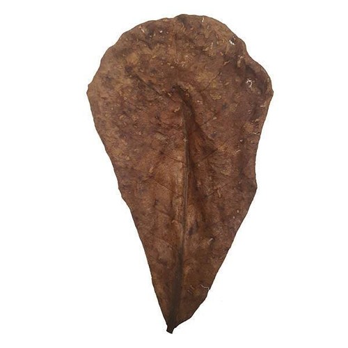 Betta choice catappa leaves - betta,