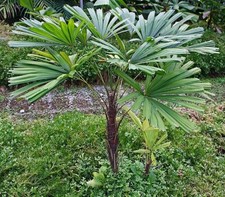 Licuala spinosa (Mangrove Fan Palm Tree) 5 Seeds | RARE Indoor Outdoor Plant UK