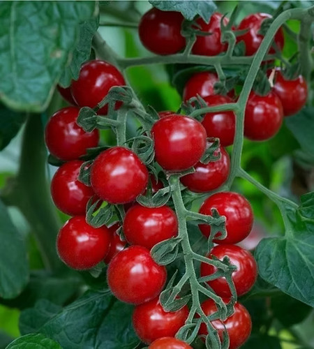 Tomato cherry christmas - –,