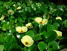 Hydrocleys Nymphoides Water