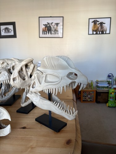 Dilophosaurus skull replica - skull,