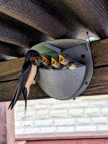 Swallow and house martin - swallow,