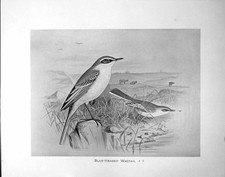 Old Blue-Headed Wagtail Male