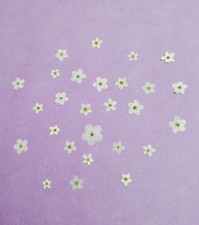 Pressed White Forget-me-not