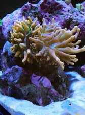 Orange/Green Bubble tip