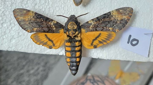 Acherontia atropos death head - atropos,