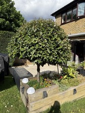 Elaeagnus ebbingei (fragrant Mouseberry) Umbrella Shaped, Mature 13yrs Old