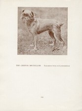 BRUSSELS GRIFFON OLD VINTAGE