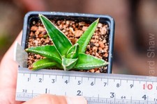 Agave victoria-reginae