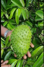 GUANABANA TREE ( 10 )  SEEDS  SOURSOP GRAVIOLA ANNAON MURICATA 