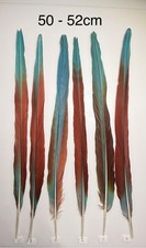 Parrot Macaw Feather Crafts