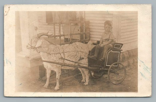 Little boy goat - boy,