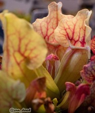 Sarracenia purpurea ssp