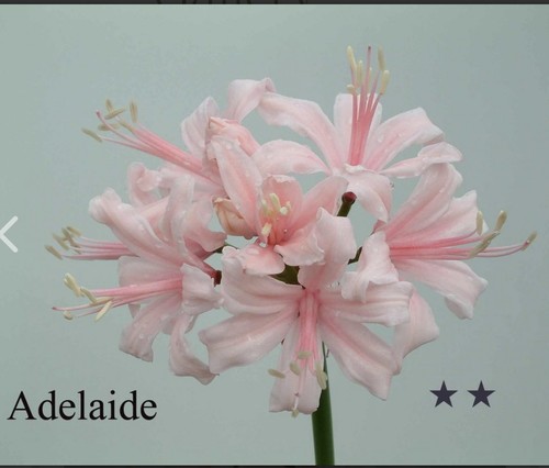 Nerine adelaide bulbs - adelaide’,