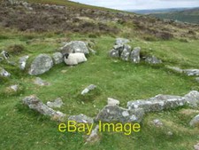 Photo 6x4 A Dartmoor Sheep