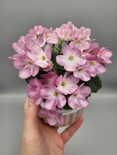Miniature African Violet
