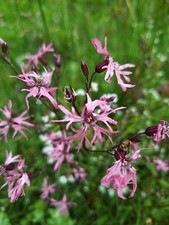 Ragged robin 20 000 - ragged,