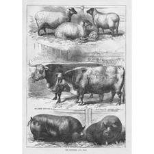 The Smithfield Club Show - Antique Print 1882
