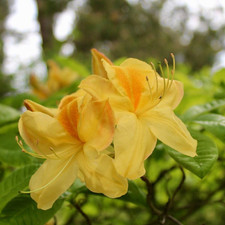 Azalea Golden Sunset 4 Litre Potted Plant by T&M