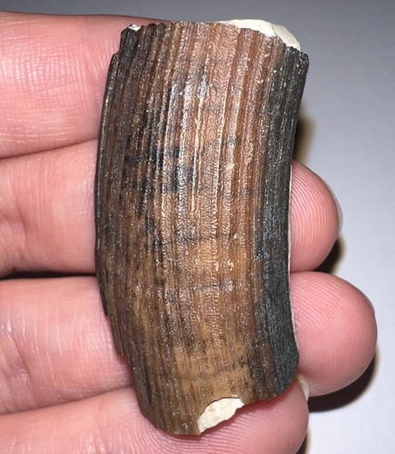 Rare ice age fossil - age,
