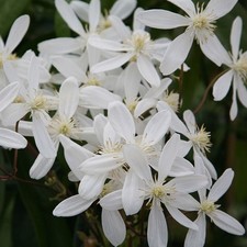 Clematis armandii - Evergreen Clematis - Plant in 2 L Pot Caned