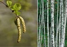 Silver Birch Tree | 500+ Seeds