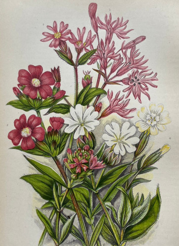 Antique chromolithograph - , of