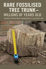 RARE Large Fossilised Tree Trunk Segment Million Year Old  Petrified Wood Fossil