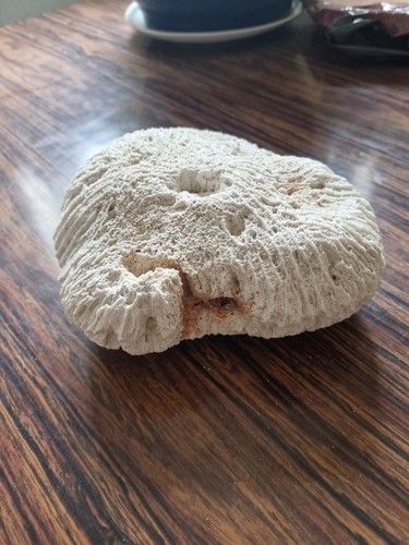 Brain coral specimen - brain, measures
