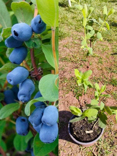 Honeyberry borealis plant - 1x,