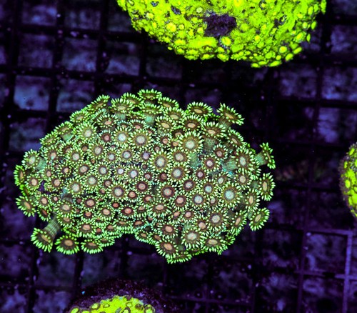 Freya goniopora colony wysiwyg - goniopora,