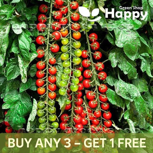 Tomato seeds sweet million - seeds,