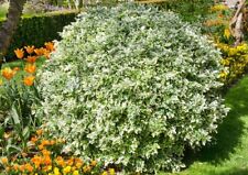 [x1] Euonymus Emerald Gaiety | Evergreen Hardy Shrub | Flowering | 2ltr Pot