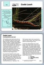 Coolie Loach #78.12 Fish - Grolier Wildlife Adventure Card