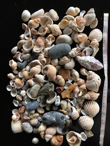 Mixed box sea shells - mixed, and