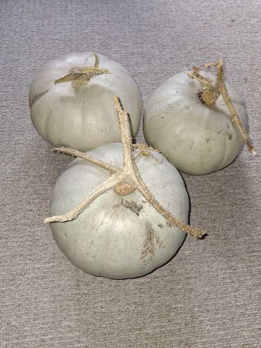 Squash crown prince 5 - crown,