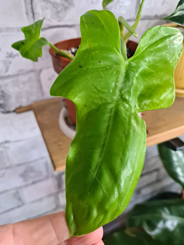 Philodendron violin - philodendron,