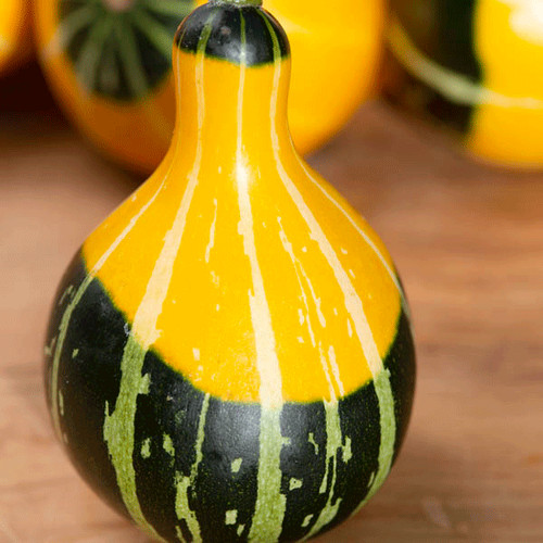 Gourd ornamental pear - gourd,