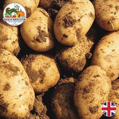 Fresh british scraping - british,
