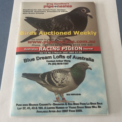Australian racing pigeon - racing,