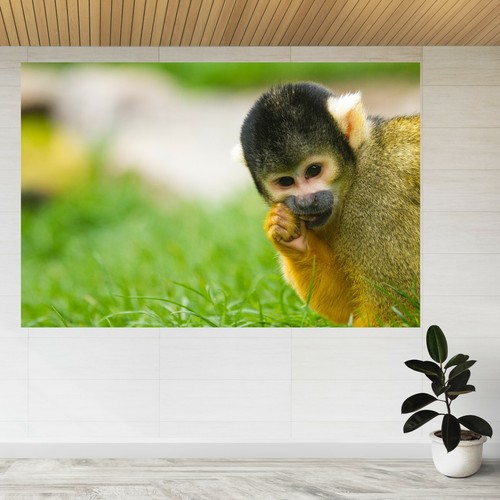 Squirrel monkeys saimiri park - monkeys,