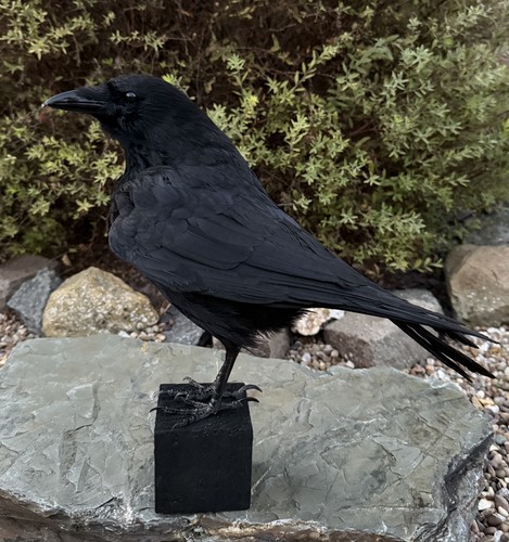 Taxidermy crow not - xl,
