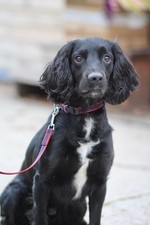 Official Libby's quick release