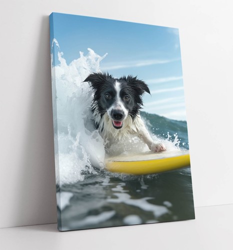 Happy border collie - collie, dog