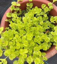 6x LYSIMACHIA PLUG PLANTS - Creeping Jenny Plug Plants - Trailing Foliage