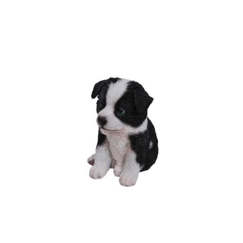 Border collie puppy - border,