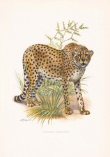 1960 CHEETAH Print - Vintage Animal Wall Art - Big Cat Print - 7.5 x 10.6 Inches