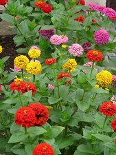 Zinnia elegans Lilliput mixed
