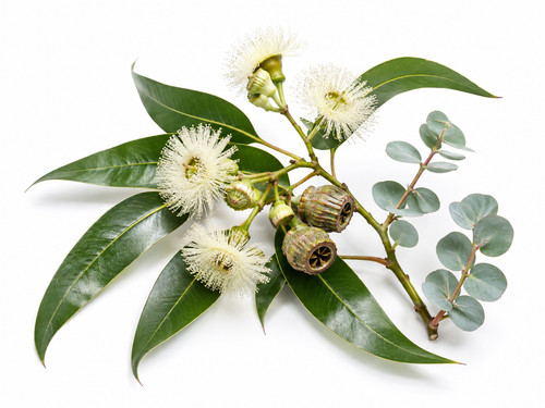 Tasmanian blue gum tree seeds - blue,