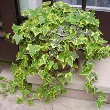 3x TRAILING Variegated IVY Hedera plants Indoor & Outdoor Garden ready NOT PLUGS